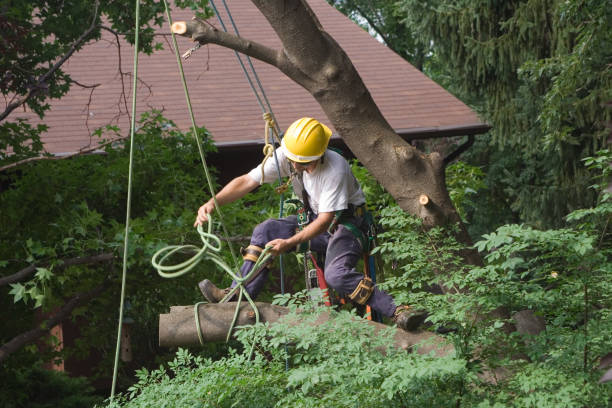 Best Tree Risk Assessment  in USA